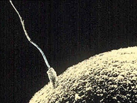 fertilizacion