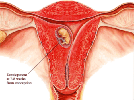 como embarazarse de gemelos de forma natural